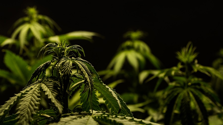 Fotografia que mostra um cultivo de cannabis em período vegetativo de crescimento, com foco em uma das plantas no primeiro plano e um fundo escuro. Imagem: THCameraphoto.