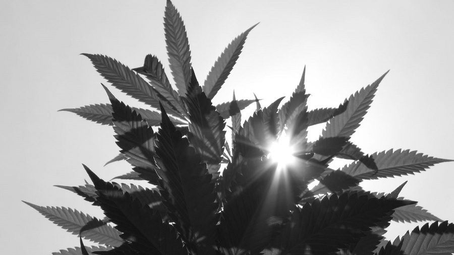 Fotografia, em preto e branco, tirada de baixo para cima que mostra a folhagem de uma planta de cannabis contra a luz do sol, que pode ser visto como um ponto irradiante no espaço entre algumas folhas. Imagem: Lollyman | Flickr. jornalista