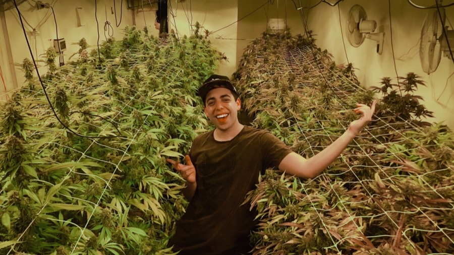 Fotografia que mostra Lucas Maciel, sorrindo para a câmera, no meio de um cultivo de cannabis indoor, com plantas de maconha crescendo, sob luz artificial e ventiladores, em duas fileiras, à esquerda e à direita do apresentador. Imagem: Divulgação.