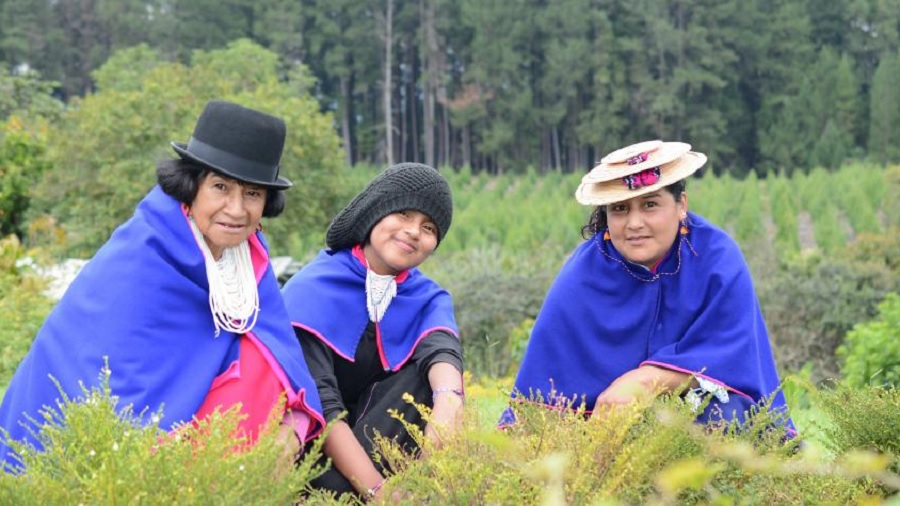 Fotografia que mostra três mulheres misak sorridentes e vestidas com os tradicionais xales azuis, enquanto posam para foto agachadas entre as plantas medicinais de seu cultivo, e, ao fundo, árvores e vegetação. Imagem: cortesia de Misak Manasr para o El Tiempo.