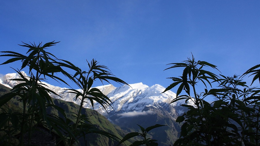 Fotografia que mostra algumas plantas de cannabis em período vegetativo que, sob a sombra, contrastam com o azul do céu e o branco das neves da montanha Dhaulagiri, no Nepal, ao fundo. Imagem: Arne Hückelheim | Wikimedia Commons.