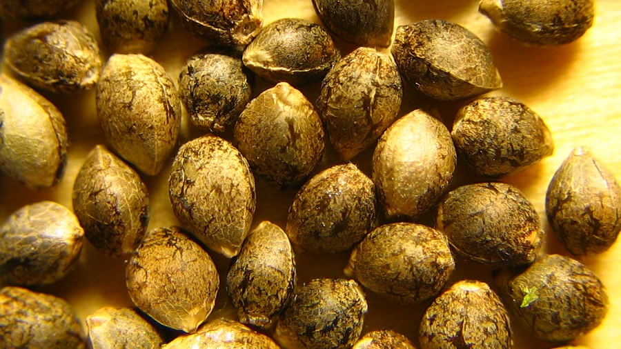 Fotografia em vista superior que mostra uma porção de sementes de maconha (cânhamo) espalhadas sobre uma superfície amarela, preenchendo toda a imagem. Foto: Erik Fenderson | Wikimedia Commons. colômbia