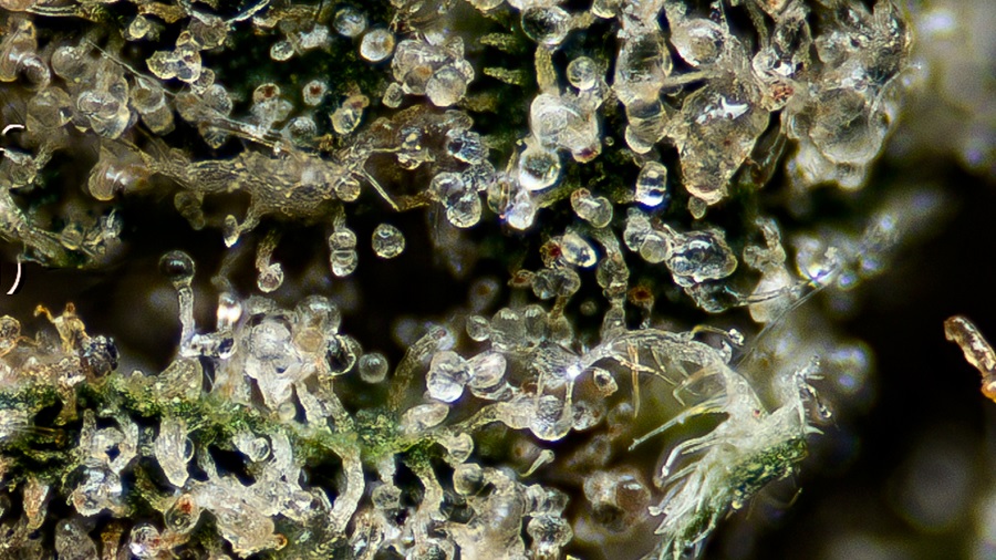 Fotografia macro de uma pequena área de uma planta de maconha repleta de tricomas, com pedúnculos brancos e cabeças transparentes, em duas faixas, nas partes inferior e superior da foto. Imagem: THCameraphoto.