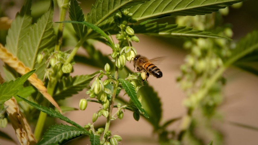 Foto de uma abelha carregada de pólen voando próxima aos estames de uma planta de cannabis macho. Imagem: Kym Kemp.