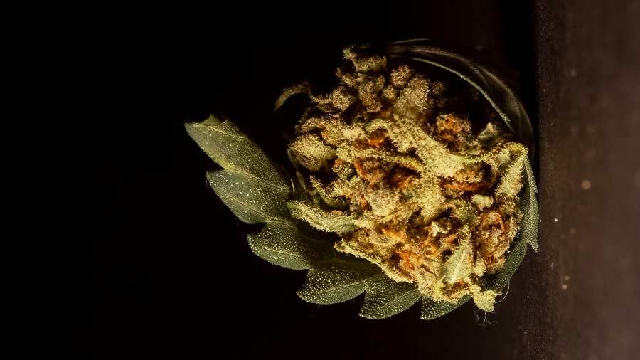 Ftografia que mostra um bud de cannabis redondo e envolto por uma folha serrilhada, sobre uma superfície cor chumbo, que está na parte direita do quadro e forma um degradê com um plano escuro no lado esquerdo. Imagem: THCameraphoto.