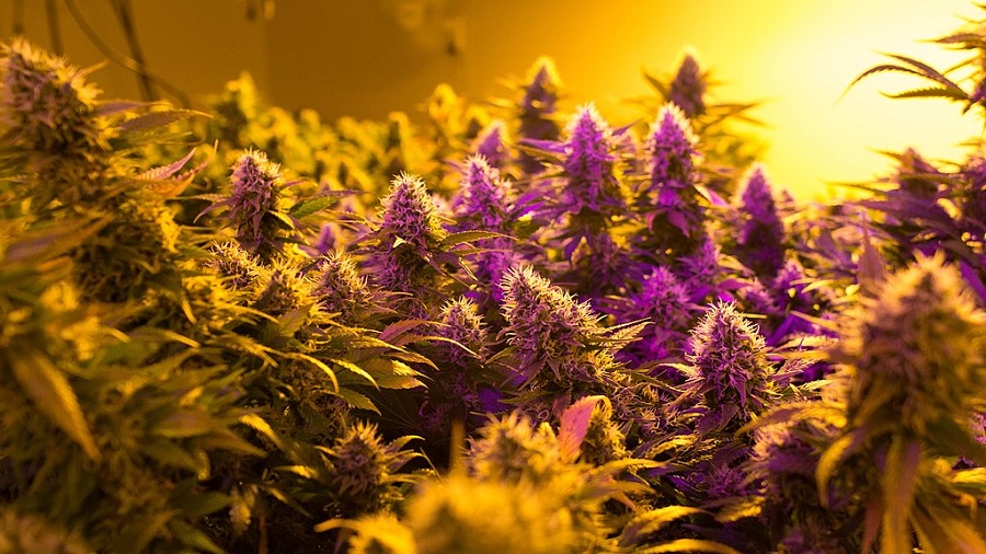 Foto mostra as várias inflorescências de um cultivo indoor de cannabis, preenchendo toda a imagem, iluminado por uma luz amarelada que vem do fundo e outra de cor roxa que vem da direita. Foto: Daniel Oberhaus | Flickr.