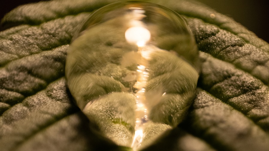 Fotografia em plano fechado que mostra uma gota d'água sobre a nervura central de uma folha de maconha. Imagem: THCameraphoto.
