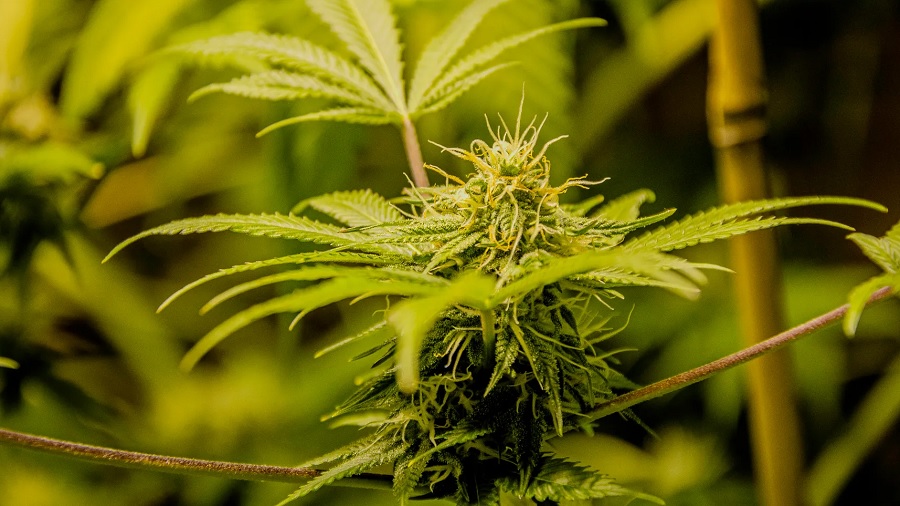 Fotografia da inflorescência de uma planta de cannabis, com pistilos cremes e amarelos, rodeada por quatro hastes de onde saem grandes folhas e mais plantas ao fundo, desfocado. Foto: Daariyon Gardner | Pexels.