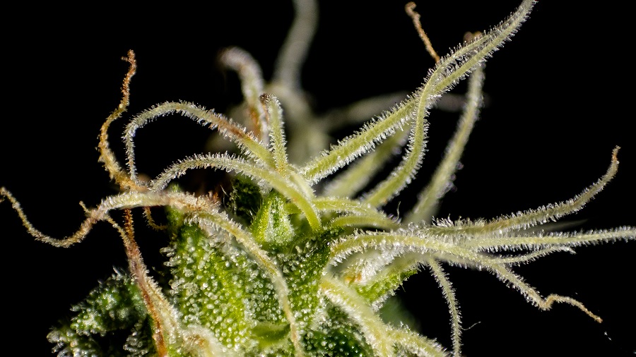 Fotografia que mostra em detalhes os pistilos e cálices de uma flor de cannabis repletos de tricomas e um fundo escuro. Imagem: THCameraphoto.