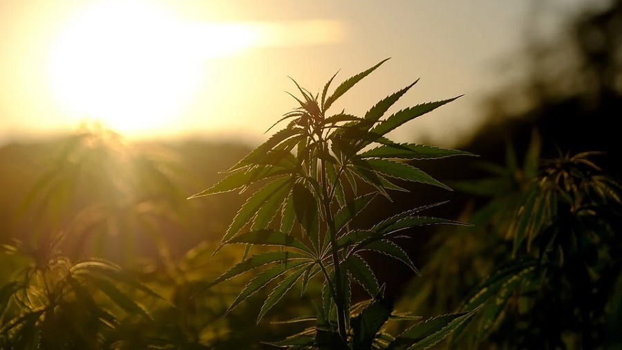 Foto de uma plantação de cannabis em período vegetativo de crescimento, com foco em uma das plantas, ao centro; ao fundo, vê-se o pôr do sol e um pedaço de área verde. Imagem: NickyPe | Pixabay.