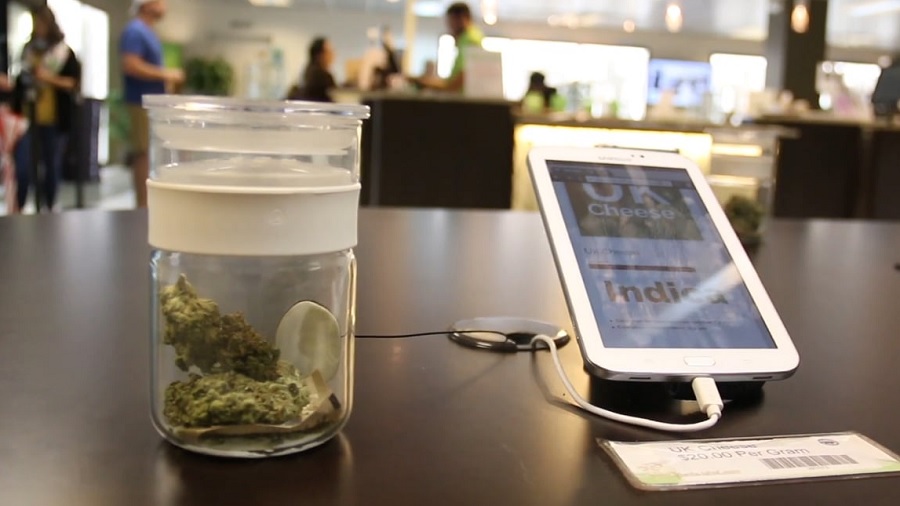 Foto que mostra um pote transparente contendo duas flores de cannabis secas e um smartphone com as informações da cepa à venda, onde pode-se ver a palavra “Indica”, sobre um balcão de madeira escuro; ao fundo, desfocado, o interior de uma loja. Imagem: News21 | Vimeo.