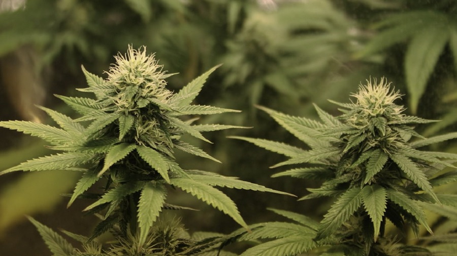 Fotografia que mostra dois top buds de cannabis (maconha/cânhamo) repletos de pistilos cor creme e um fundo desfocado preenchido por outras plantas. Imagem: Marie Richie | Flickr.
