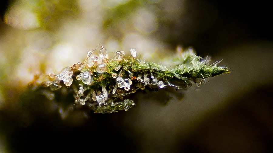 Fotografia em close-up que mostra os tricomas da parte de uma planta de cannabis, como um filamento verde repleto de saliências brancas, na horizontal e ao centro, e um fundo desfocado. Imagem: THCameraphoto.
