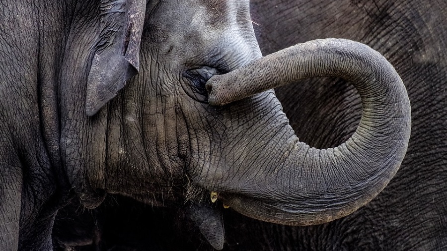 Fotografia que mostra o rosto de um elefante em perfil, no momento em que toca o olho com a ponta da tromba, e parte do corpo de outro elefante no segundo plano. Imagem: Pixabay.