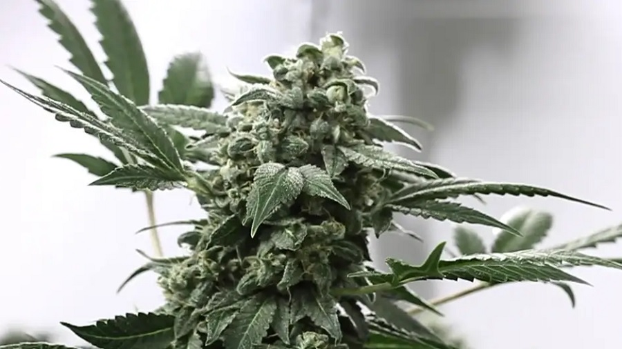 Fotografia da inflorescência (top bud) de uma planta de cannabis, em tons de verde, rodeada por alguns folhas grandes, e um fundo em branco e tons de cinza. Foto: Dinafem Seeds | Vimeo.