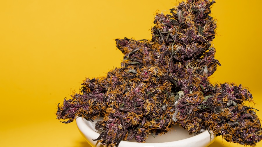 Fotografia de flores secas de cannabis (maconha) da cepa Purple Buddah Kush que transbordam um prato branco e, com suas sépalas em tons de roxo e pistilos alaranjados, contrastam com o fundo amarelo. Imagem: THCameraphoto.