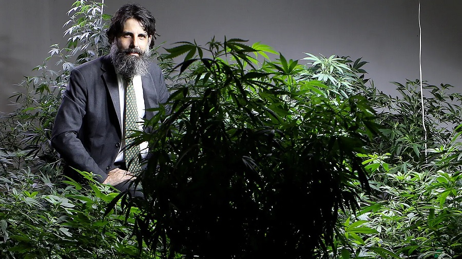 Fotografia de Emílio Figueiredo que, vestido com um paletó cinza, se encontra no meio de um cultivo indoor de várias plantas de maconha (cannabis). Foto: Wilton Júnior | Estadão.