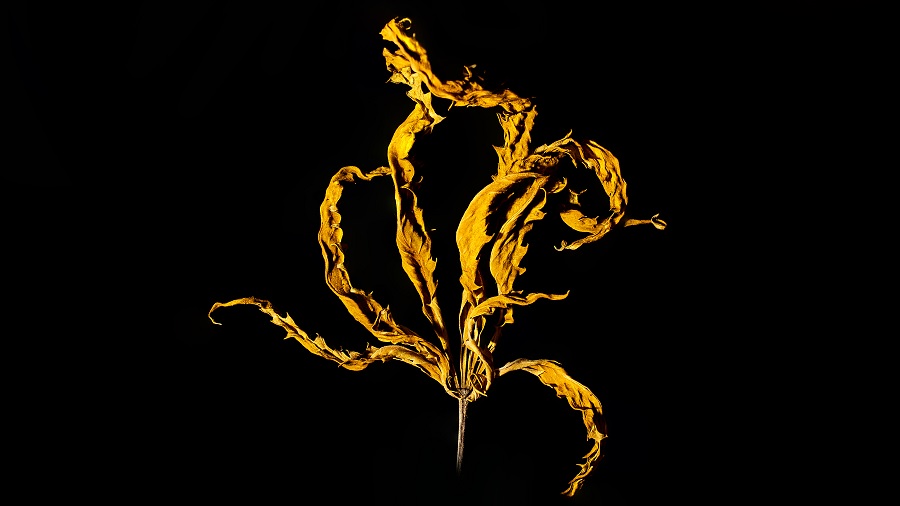 Fotografia de uma folha de cannabis seca e amarelada, com os folíolos contorcidos, e um fundo escuro. Foto: THCameraphoto.