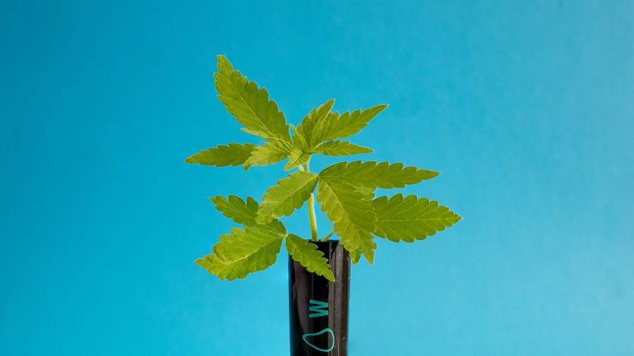 Fotografia de um ramo de folhas de cannabis inserido em um tubo preto, do qual aparece a somente a ponta, e um fundo em azul-claro. Foto: THCameraphoto.