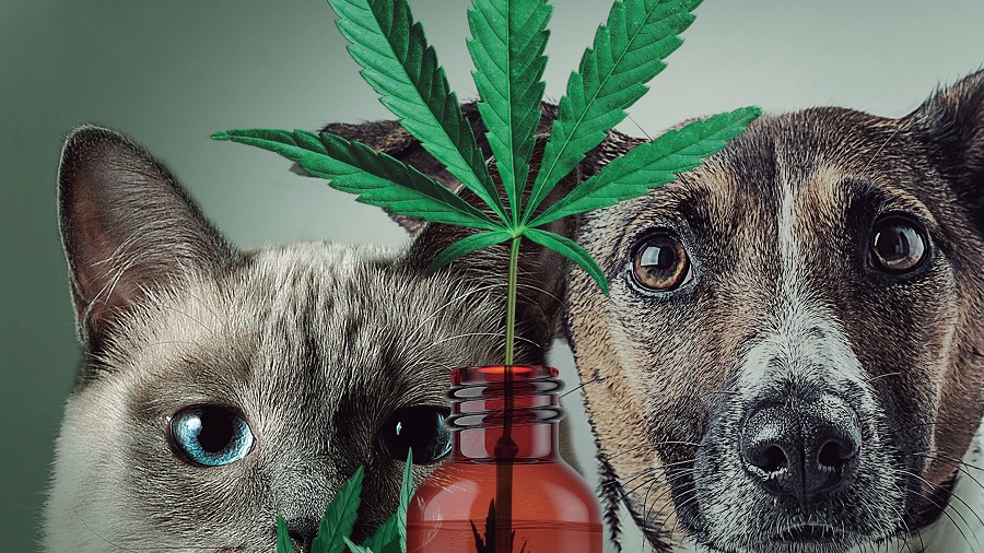 Fotomontagem que mostra um gato, do focinho pra cima, ao lado de um cachorro, ambos olhando para a câmera, e, à sua frente, a parte de cima de um frasco cor âmbar com uma folha de cannabis que sai de sua boca, além de algumas folhas pequenas próximas ao nariz do bichano. Crédito: C&GVF.