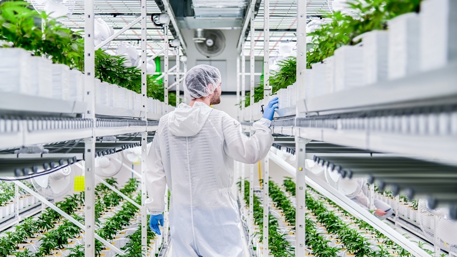 Fotografia que mostra Levin Amweg, de costas, andando por um corredor entre estantes brancas repletas de plantas de cannabis em período vegetativo, no interior de uma instalação de cultivo indoor. Foto: divulgação.