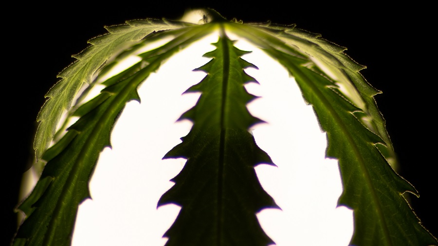 Fotografia de uma folha de cannabis (fan leave) colocada sobre um globo de luz branca e um fundo escuro que aparece nos cantos superiores. Foto: THCameraphoto.