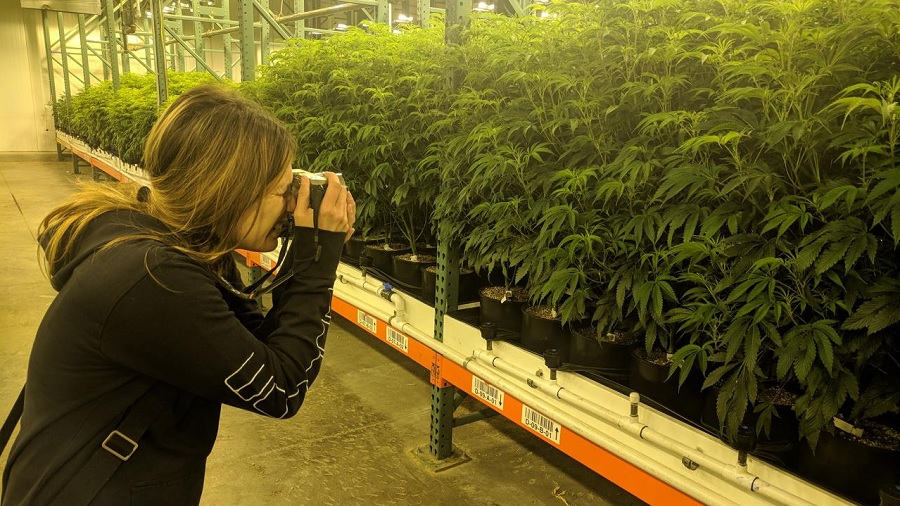 Fotografia de uma mulher que fotografa um plantio indoor de cannabis, onde vasos pretos com plantas grandes em estágio vegetativo estão dispostas em uma estrutura metálica, na parte direita da imagem. Foto: Emerald Farm