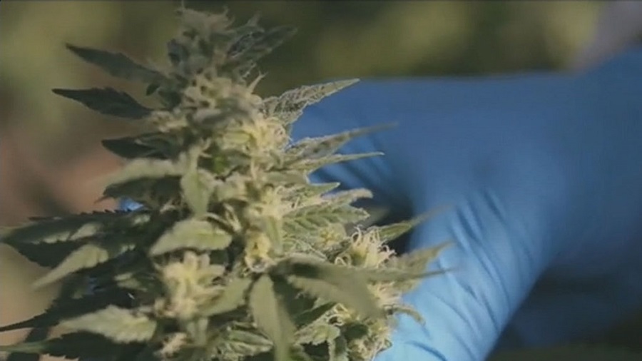 Fotografia que mostra a inflorescência de uma planta de cannabis e parte da mão, com luva azul,  que a toca. Imagem: Nine News.