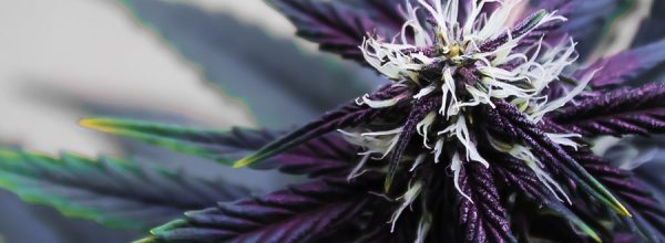 Fotografia em close-up do top bud de uma planta de maconha da strain Purple Buddah Kush, onde vários pistilos de cor creme se destacam entre ‘sugar leaves’ rajadas de roxo. Foto: THCamera Cannabis Art.