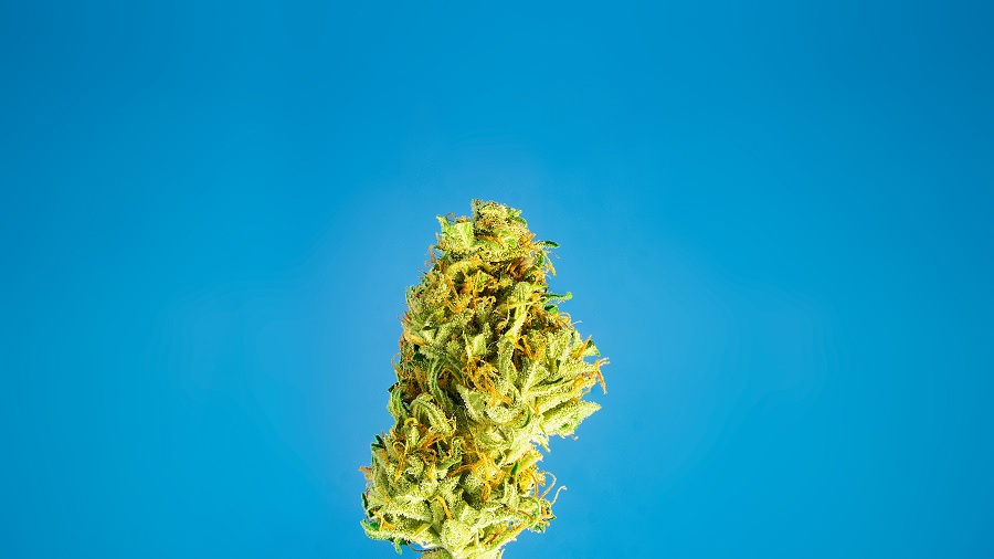 Fotografia que mostra um bud de maconha de pistilos laranjas, ao centro da imagem, e um fundo azul liso. Foto: THCamera Cannabis Art. Argentina