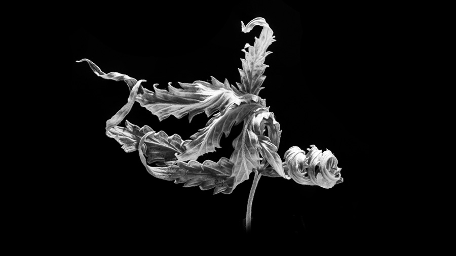 Fotografia, em preto e branco, de uma folha de maconha seca, com os folíolos contorcidos, e um fundo escuro. Foto: THCamera Cannabis Art.