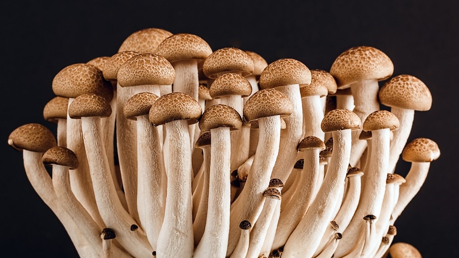 Fotografia que mostra vários cogumelos de hastes brancas, grossas e compridas, e chapéus rajados de bege, em fundo escuro. Imagem: stevepb | Pixabay.