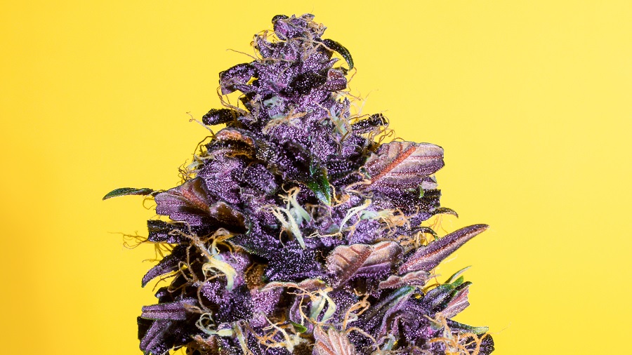 Foto em close do bud de uma Purple Buddah Kush, onde pistilos verde-claros e laranjas se destacam entre as sépalas roxas, repletas de tricomas, que contrastam com o fundo amarelo. Imagem: THCamera Cannabis Art.