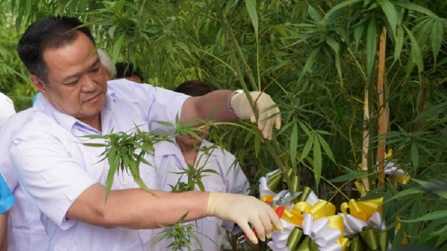 Fotografia que mostra o vice-primeiro-ministro tailandês Anutin Charnvirakul cortando uma planta de cannabis, envolta em laços amarelos, brancos e verdes, simbolizando a inauguração da colheita de um plantio de cânhamo na Universidade Maejo. Foto: Ministério da Saúde da Tailândia.
