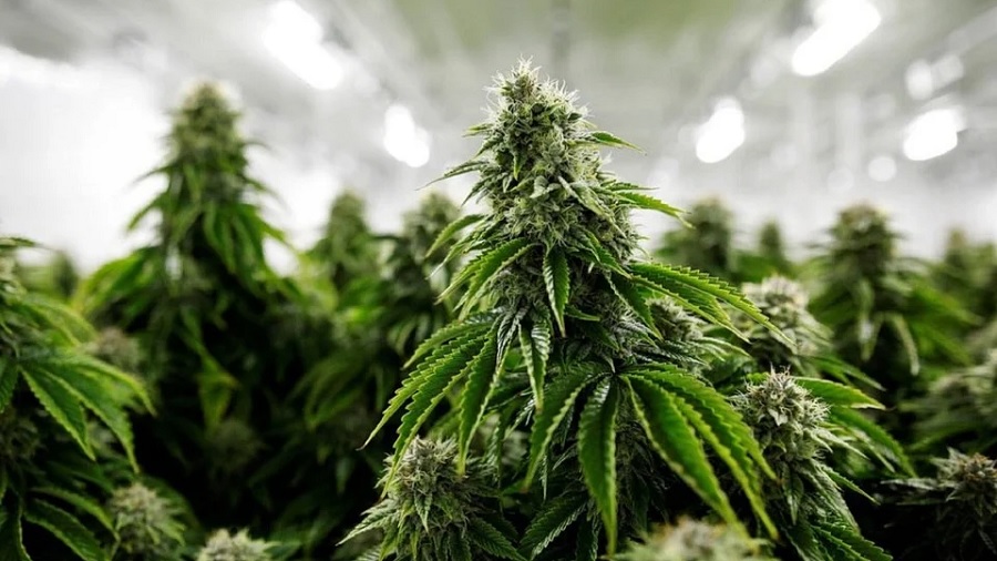 Fotografia que mostra a cola (infrutescência) de uma planta de cannabis, com tricomas cor creme e folhas serrilhadas, e diversas outras plantas em um cultivo interno. Foto: greenserenityca | Unsplash.