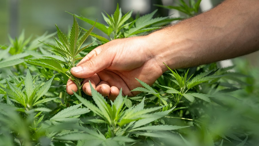 Fotografia que mostra a parte de cima de vários pés de cannabis (maconha) de um cultivo, além da mão e parte do antebraço de uma pessoa que toca uma das plantas. Foto: Crystalweed | Unsplash.