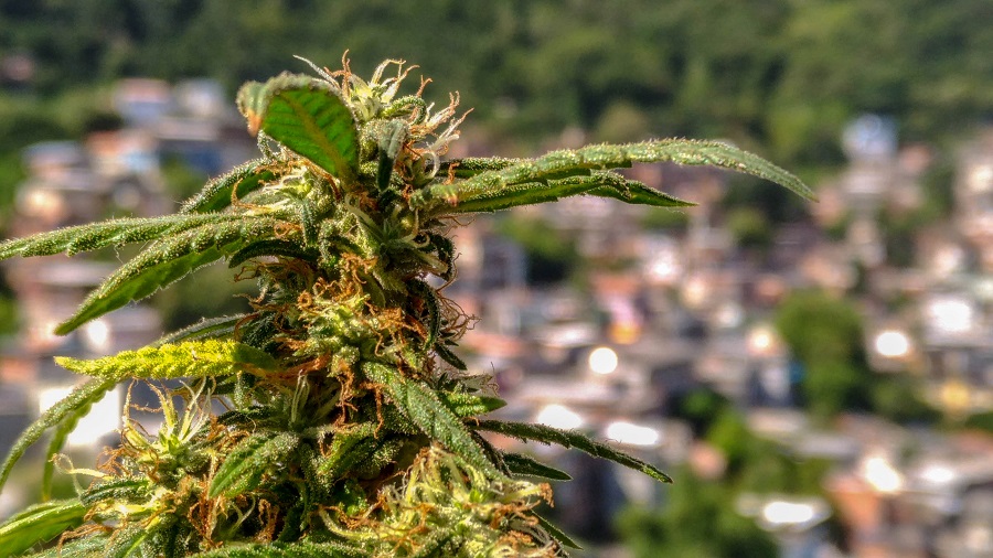 Fotografia de um top bud de cannabis com pistilos laranjas e brancos, repleto de tricomas, e um morro do Rio de Janeiro ao fundo, desfocado. Imagem: Dave Coutinho | Smoke Buddies.