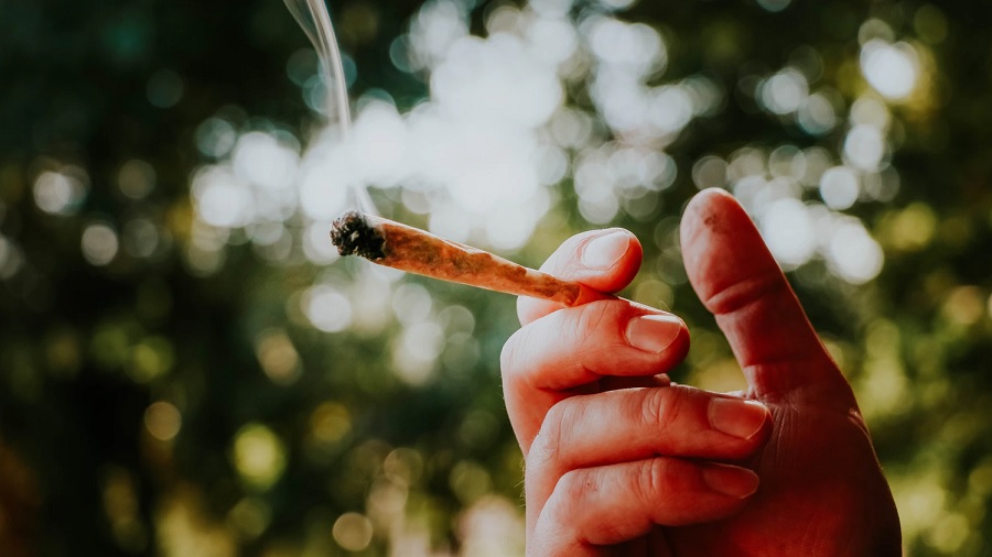 Foto de uma mão segurando um cigarro de cannabis aceso entre os dedos indicador e médio, em fundo desfocado de vegetação. Imagem: Elsa Olofsson | Unsplash.