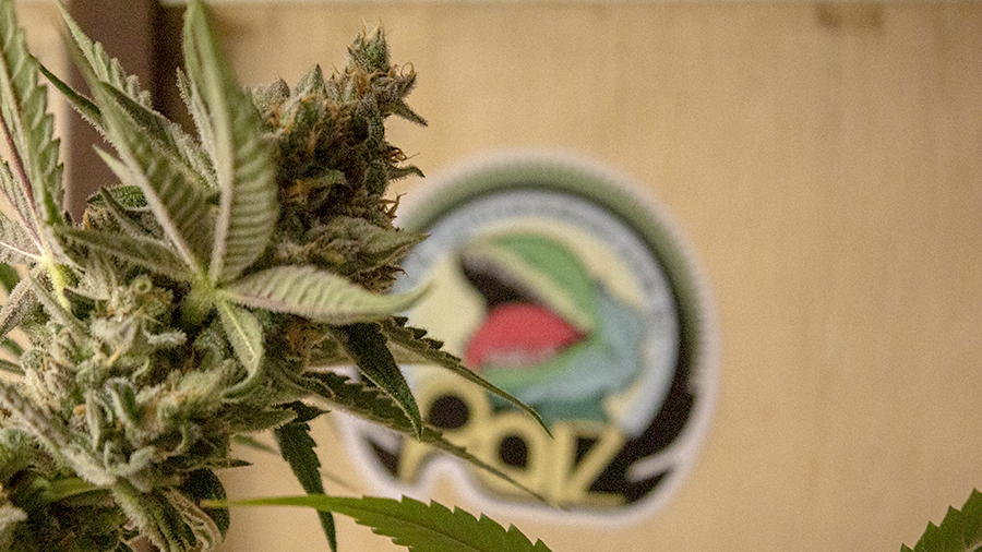 Fotografia de uma inflorescência (cola) de cannabis e suas folhas, na parte esquerda da imagem, e um adesivo com a planta carnívora logo da Raiz, ao fundo, desfocado. Crédito: Dave Coutinho | Smoke Buddies.