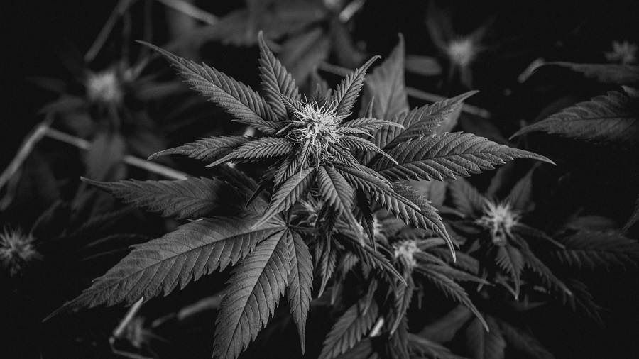 Fotografia em P&B, tirada de cima para baixo, que mostra o topo de uma planta de cannabis com pistilos reunidos onde será formado o bud, e várias plantas fechando a composição ao fundo. Imagem: Shelby Ireland | Unsplash.
