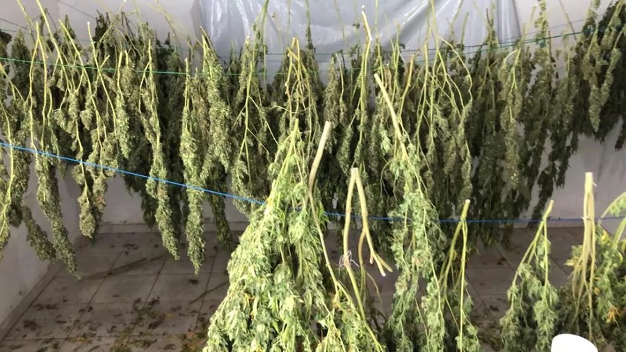 Fotografia de várias plantas de cannabis dependuradas em varais, em Araçoiaba da Serra. Foto: acervo pessoal.