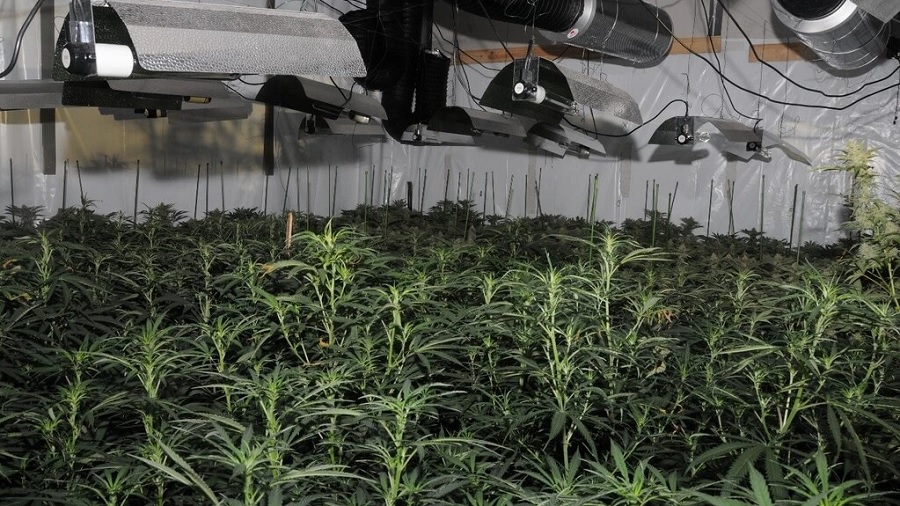 Fotografia da plantação de cannabis londrina onde as plantas, em início de floração, ocupam toda a área da cava, que tem as paredes revestidas com lona branca e luminárias e tubos de ventilação instalados no teto. Foto: polícia da Cidade de Londres.