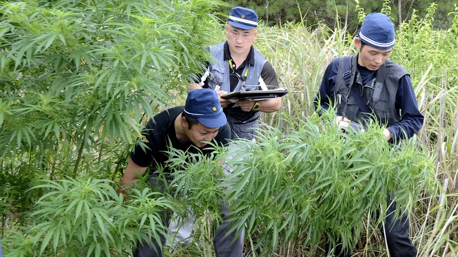 Fotografia que mostra três policiais japoneses próximo a um cultivo de maconha de guerrilha, em meio a uma mata, no momento em que um deles se inclina para frente segurando uma planta de cannabis. Foto: Kyodo | Japan Times.