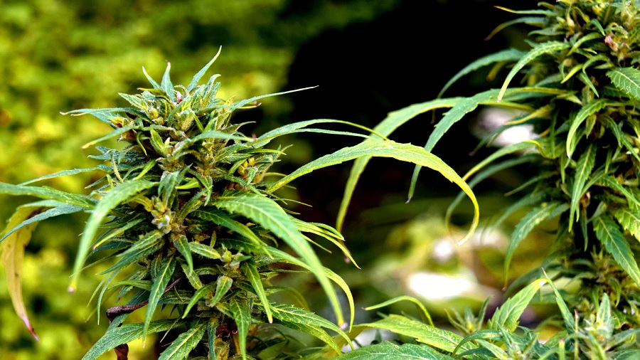 Fotografia das colas apicais de duas plantas de cannabis, em fundo desfocado de vegetação. Imagem: Sam Doucette | Unsplash.