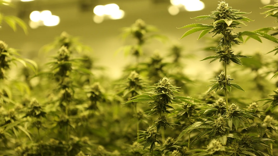 Fotografia que mostra plantas de cannabis repletas de buds na parte direita do primeiro plano, em foco, e ao fundo, sob uma iluminação amarelada, em um cultivo interno. Imagem: Next Green Wave | Unsplash.