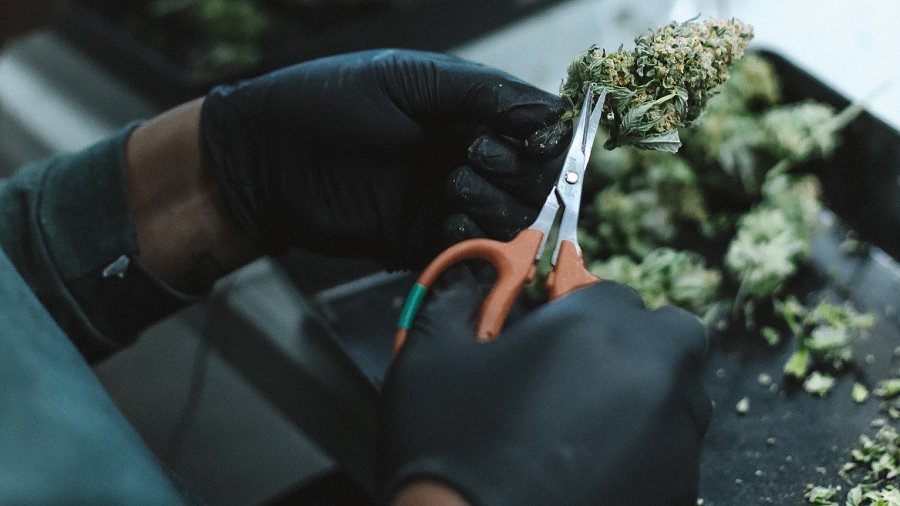Fotografia que as mostra as mãos com luvas pretas de uma pessoa que apara um bud de cannabis, sobre uma bandeja preta com mais infrutescências da planta. Imagem: GreenForce Staffing | Unsplash.