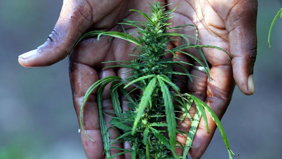 Foto que mostra o topo de uma planta de cannabis e, atrás da mesma, as duas mãos de uma pessoa negra unidas em forma de concha. Imagem: Reuters.