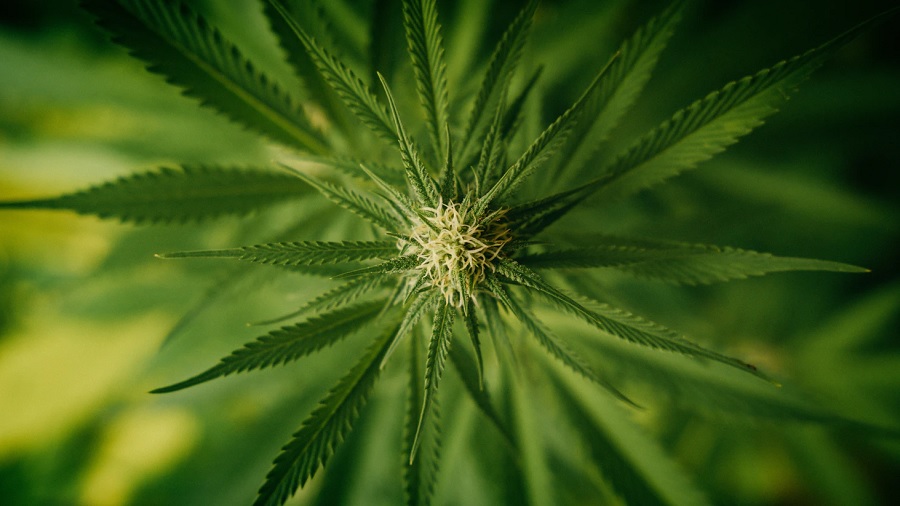 Fotografia em vista superior de uma planta de cannabis, com pistilos de cor creme concentrados ao centro, em fundo desfocado formado por sua folhagem. Crédito: Tim Foster | Unsplash.