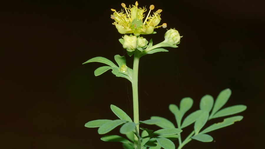 Fotografia de uma flor de arruda, com pétalas e estames amarelos, e três pequenos botões em sua base, além de algumas folhas da planta que se vê mais abaixo, em fundo marrom-escuro. Crédito: Jee & Rani Nature Photography | Wikimedia Commons.
