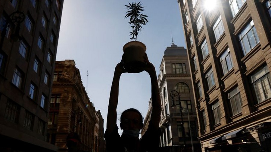 Fotografia de um ativista erguendo um vaso com uma planta de maconha acima da cabeça, à sombra de um prédio que aparece na parte esquerda da imagem, enquanto no lado oposto uma das janelas de outro edifício reflete o sol, na Cidade do México. Foto: Carlos Jasso / Reuters.